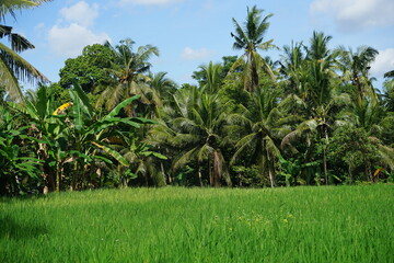 Fototapeta premium rice field