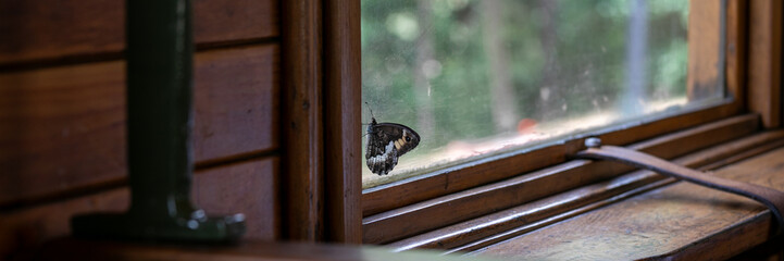 Butterfly perched on rustic windowsill whispers secrets of solitude, celebrating National Butterfly and Windowsill Day in charming symbiosis