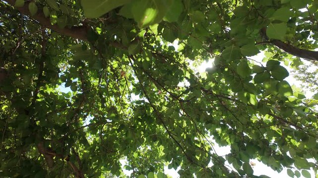 4K video captured with an action camera looking up at gently swaying tree branches. Sunlight filters through the green foliage on a hot summer day, accompanied by the natural sound of cicadas