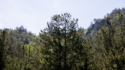 Pine trees whisper secrets of ancient forests, celebrating World Tree Day, nature's verdant poetry beneath azure skies