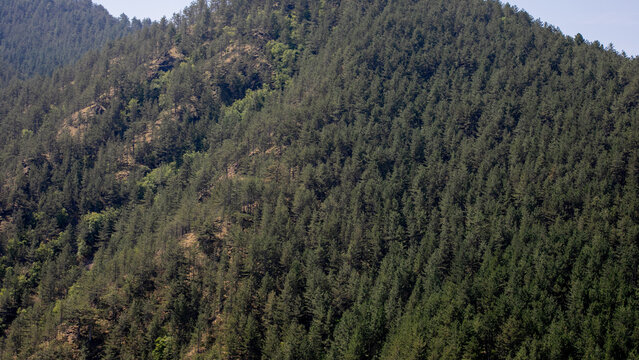 Mystical evergreen tapestry on serene hillside whispers tales of Arbor Day reverence and ancient forest kinship rituals - Powered by Adobe