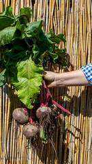 A sunlit hand harvests earthy beets against a bamboo backdrop; celebrate Lammas, fertility,...