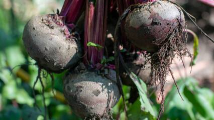 Earthy beets hang like ancient relics, celebrating Lammas harvest festival, soil roots tangled in...
