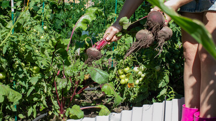 Harvesting ruby beets in vibrant pink boots, rustic gardening, thriving earth bounty, celebrate...