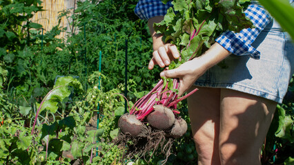 Harvesting vibrant beets, sun-drenched hands of a Caucasian woman signify quirky Tater Day,...