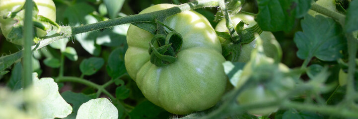 Verdant and plump heirloom tomato cluster, embodying nature's verdure, celebrates Earth Day and...