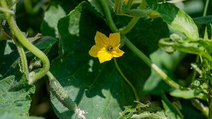 Golden cucumber blossom peeks through verdant leaves, celebrating Harvest Moon Festival and...