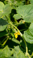 Tendrils curl tenderly around vibrant green leaves of cucumber vine, evoking Earth Day and urban...