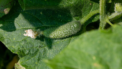 Prickly baby cucumber nestles in sun-dappled leaves, evoking Cucumber Day charms and summer...