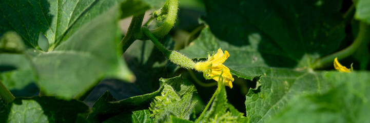 Verdant cucumber blossom basking in sunlight, heralding vegetable symphony for Lughnasadh, earths...