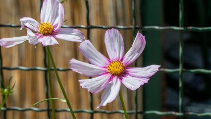 Two delicate cosmos flowers bask in sunlight, symbolizing Hanami serenity and the whimsical embrace...