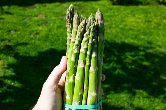 Hand clutching sunlit asparagus spears, spring harvest jubilation, vivid green vitality, Flora Day celebration, culinary delight anticipation