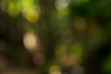 Abstract bokeh blur of tropical forest