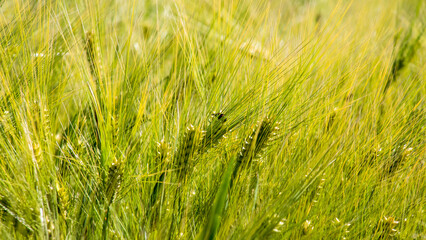 Golden barley whispers secrets through sunlit tendrils, perfect for Lammas or Sukkot celebrations of harvest abundance