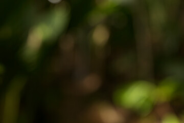 Abstract bokeh blur of tropical forest