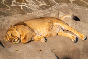 An asian female lion laying on the ground