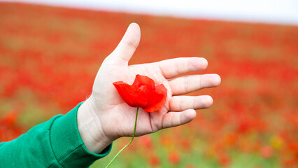 A delicate poppy cradled in a pale hand, symbolizing remembrance and Anzac Day amidst a crimson...