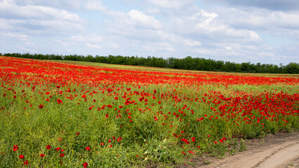 A sea of scarlet poppies dances under azure skies, echoing the fervor of Anzac Day remembrance and Beltane's vibrant renewal