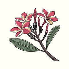 Plumeria Flower Branch Illustration