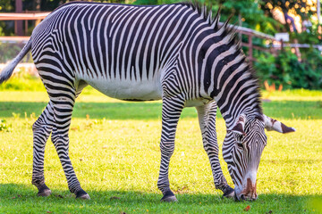 Grevy's zebra, lat Equus grevyi, also known as the imperial zebra eats green grass.