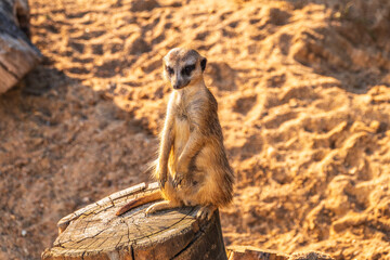 Meerkat, Suricata suricatta, on hind legs. Portrait of meerkat standing on hind legs with alert expression. Portrait of a funny meerkat sitting on its hind legs.