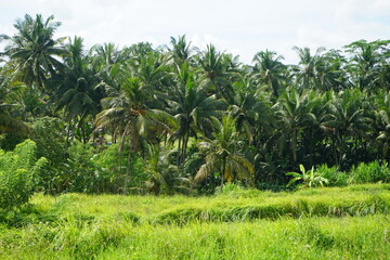 Obraz premium palm trees