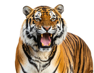 Majestic Tiger Roaring Pose – Transparent Background