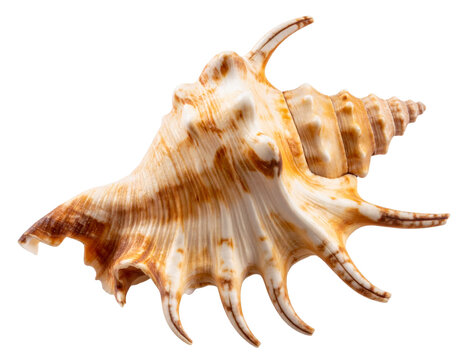 Side View of Spider Conch Seashell with Curved Spines, isolated PNG