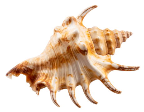 Side View of Spider Conch Seashell with Curved Spines, isolated PNG
