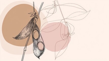 Botanical illustration of a bean pod with leaves