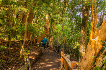 Myrtle forest, Bailoche, Nuequen, Patagonia, Argentina