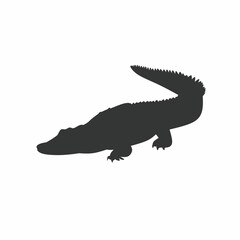 Crocodile silhouette on white