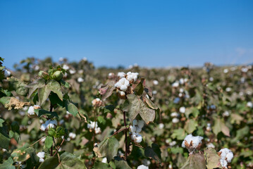ripe white cotton in summer, daylight