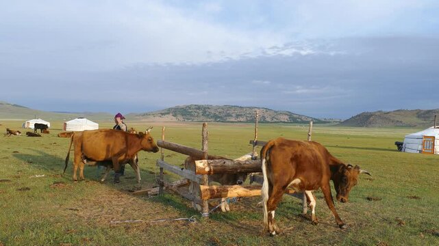 Zavkhan, MONGOLIA - July 16, 2017. A young bull-calf, a cow and calves, a woman is a milkmaid, a cattle-breeder's way of life. Summer cloudy morning.