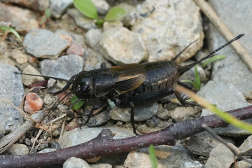 A black cricket amidst a stony landscape, showcasing its intricate details and natural habitat.
