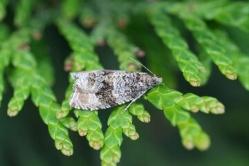 Moth resting on juniper branch. The insect has mottled gray and brown patterns allowing it to camouflage with its surrounding.