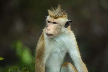 Monkeys in Sri Lanka perch on trees and walls, alert and playful, surrounded by lush greenery and tropical sunlight.