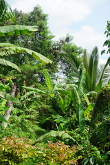 Fototapeta premium tropical forest