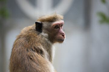 Monkeys in Sri Lanka perch on trees and walls, alert and playful, surrounded by lush greenery and...
