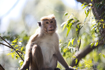 Monkeys in Sri Lanka perch on trees and walls, alert and playful, surrounded by lush greenery and tropical sunlight.