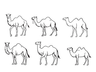 camel vector outline sketch