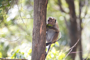 Monkeys in Sri Lanka perch on trees and walls, alert and playful, surrounded by lush greenery and...