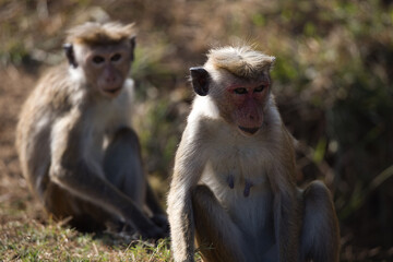 Monkeys in Sri Lanka perch on trees and walls, alert and playful, surrounded by lush greenery and...