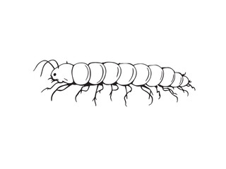 centipede insect line illustration
