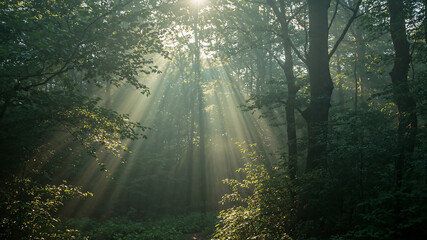Obraz premium Sunbeams filtering through trees in misty forest
