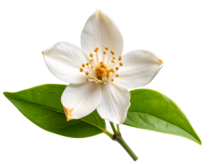 Wilted Jasmine Flower with Slightly Browning Petals on Curved Stem, isolated on transparent background