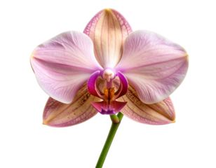 Wilted Orchid Flower with Fading Colors and Curled Petals, isolated on transparent background