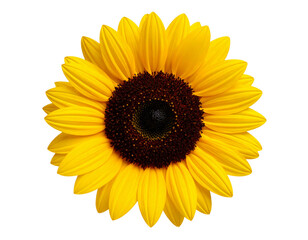  Top View of Sunflower Head with Seeds, Transparent Background