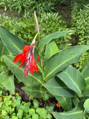 Tropical Red Canna Lily Blooming in Summer Garden