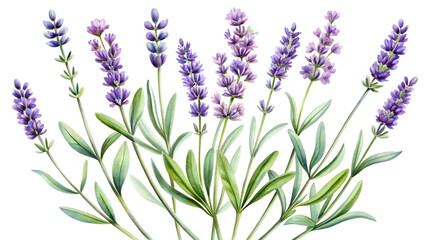 Fresh Lavender Sprigs with Soft Purple Blooms on White Background"